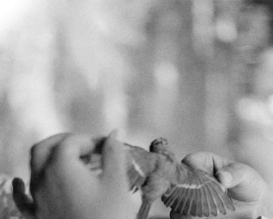 Foto av Rebecca Larsson. Händer som vecklar ut vingar på en liten fågel.